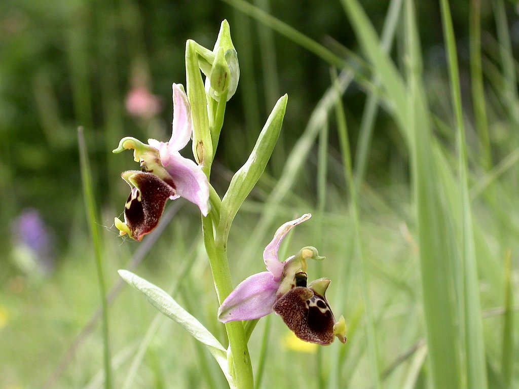 Ibrido Ophrys fuciflora x  Ophrys apifera ?